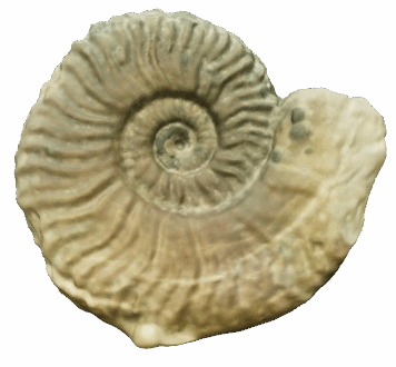 Ammonites 3D