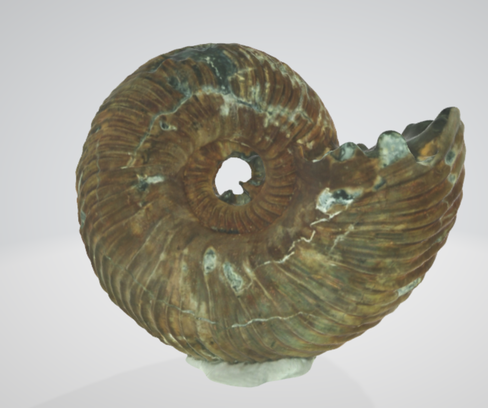 Quenstedtoceras lamberti 3D model