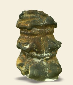 Toxoceratoides sp. 3D scan