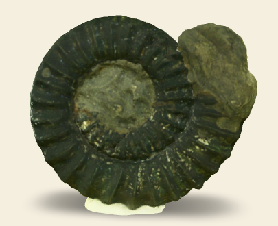 Mucrodactylites mucronatus 3D san