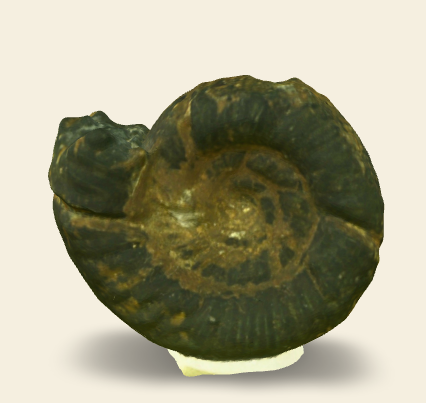 Properisphinctes cf. bernensis 3D scan