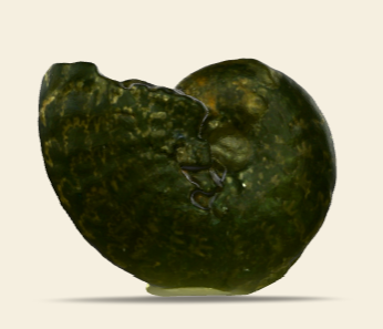 Pseudolioceras compactile 3D scan