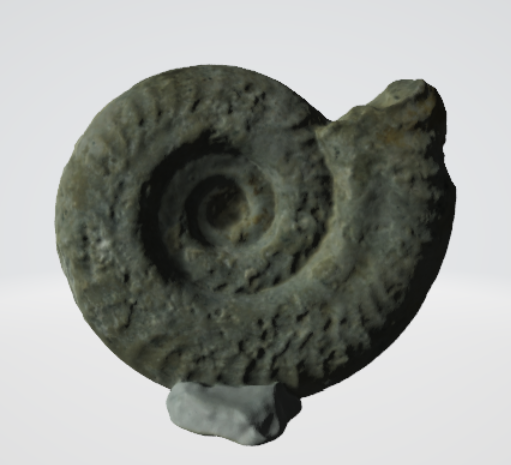 Hildoceras lusitanicum