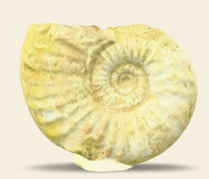 Dumortieria striatulocostata