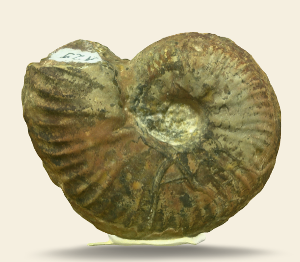 Gruneria gr. gruneri