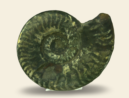 Hildaites propeserpentinum