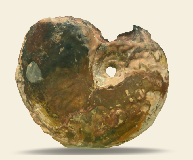 Hudlestonia sp.