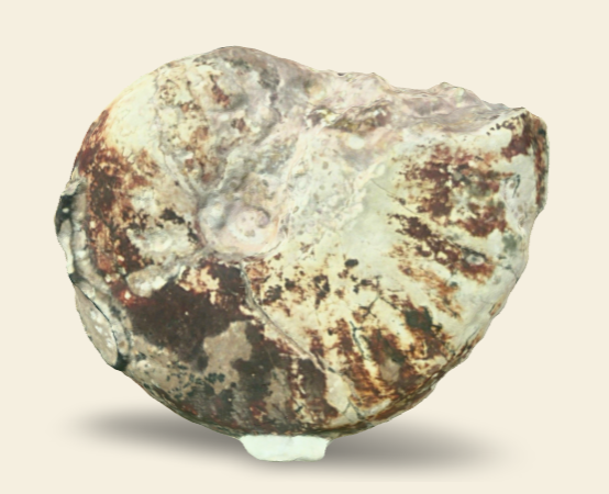 Pseudolioceras compactile