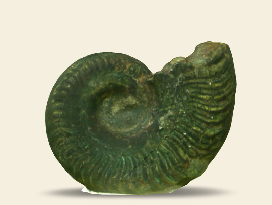 Pseudogrammoceras