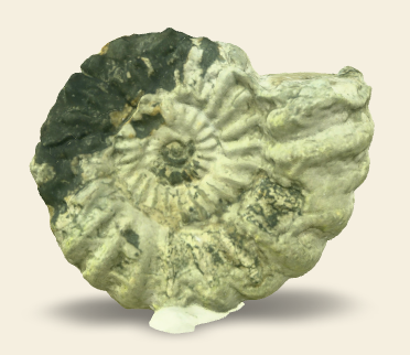 Aegoceras sp.