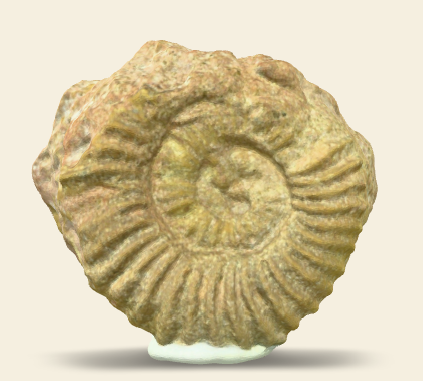 Tmetoceras