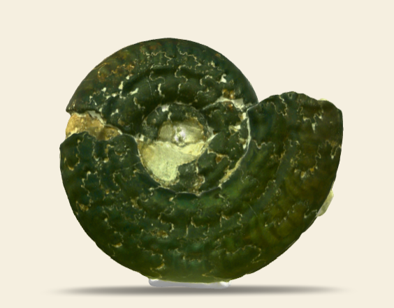 Hildoceras bifrons morphe angustisiphonatum 3D scan