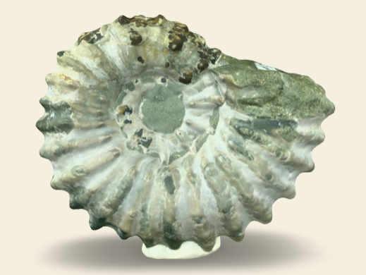 Douvilleiceras gr. mammillatum