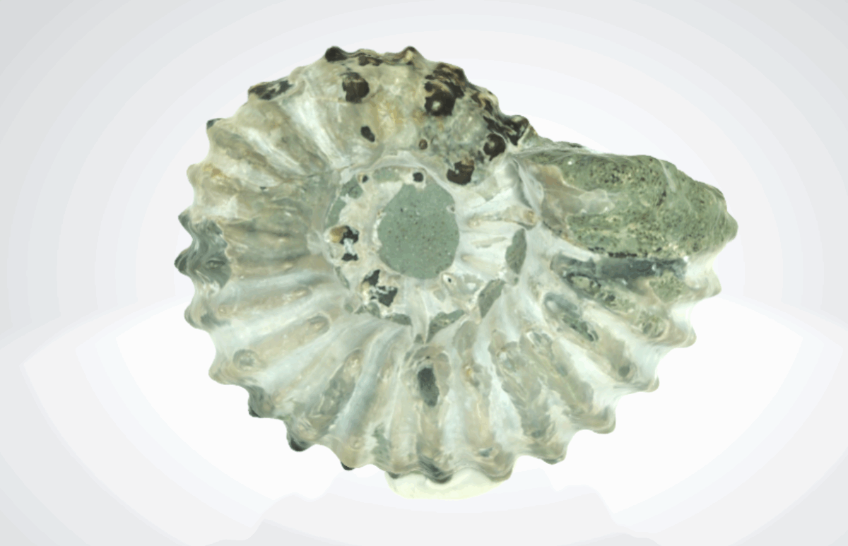 Douvilleiceras gr. mammillatum 3D model