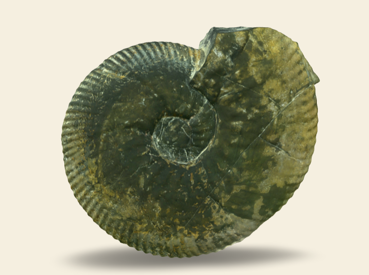 Olcostephanus sp. 3D scan