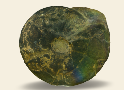 Dombarites granofalcatus 3D scan