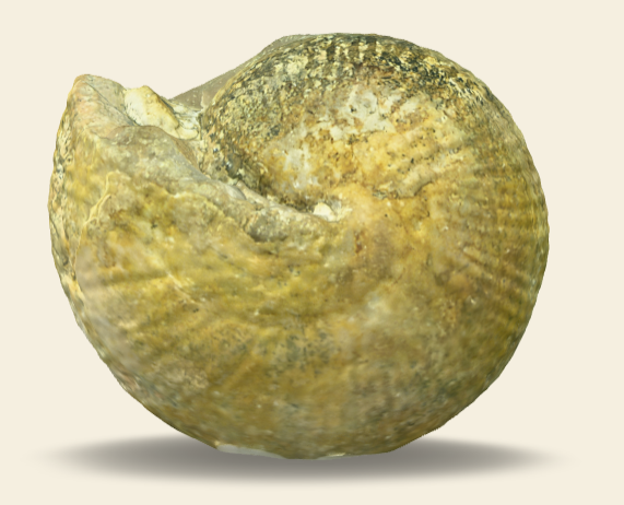 Halorites sp. 3D scan
