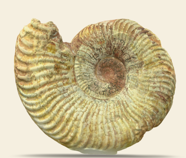 Pseudogrammoceras fallaciosum 3D scan