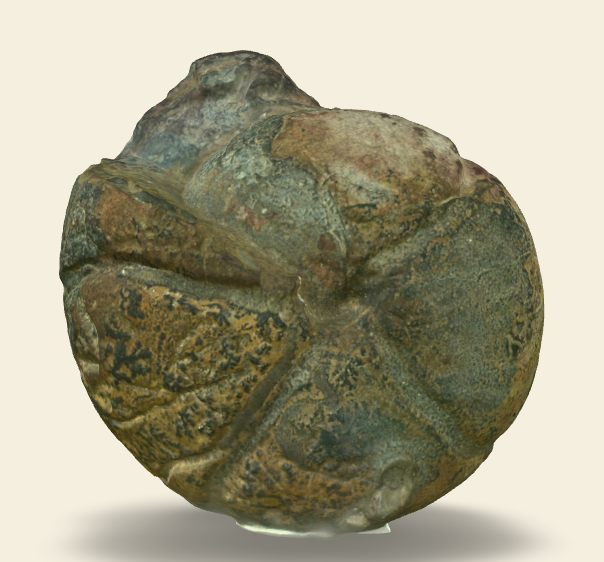 Famennian Puncticeras lagowiense 3D scan