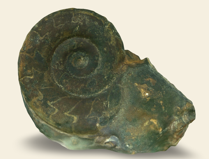 Kosmoclymenia ammonoid 3D scan