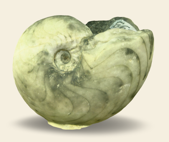 Manticoceras 3D scan