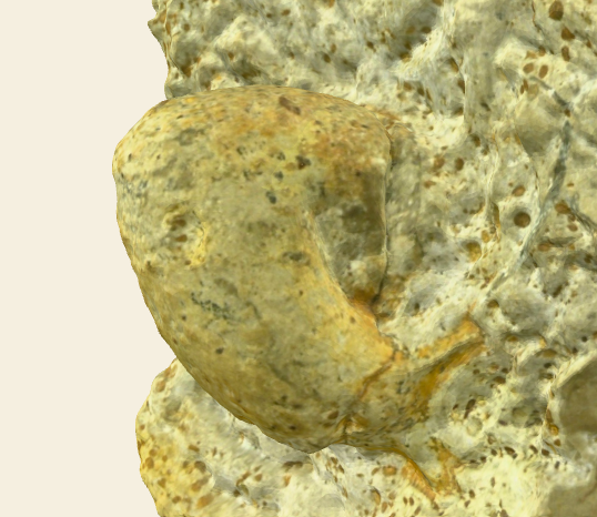 Oecoptychius refractus 3D scan