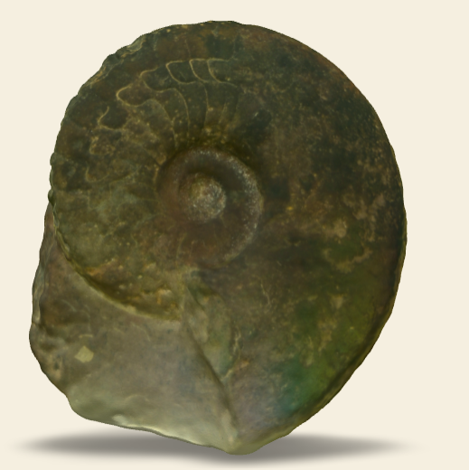 Cymaclymenia sp.