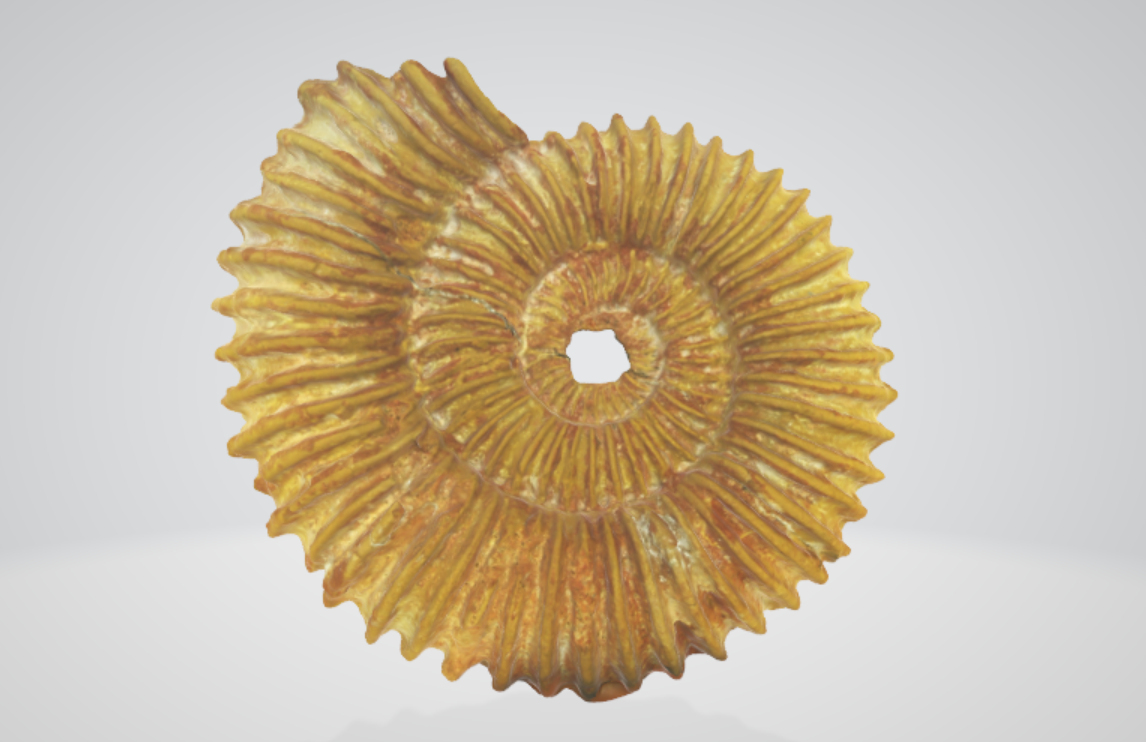 Tmetoceras scissum 3D scan