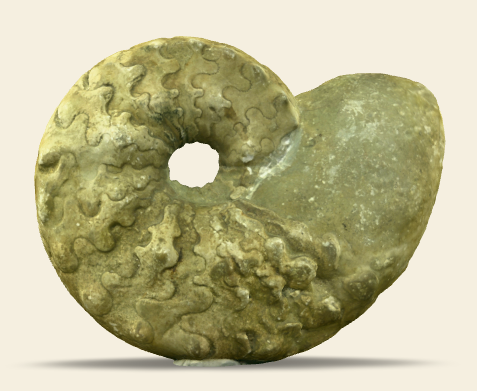 Ceratites nodosus 3D scan