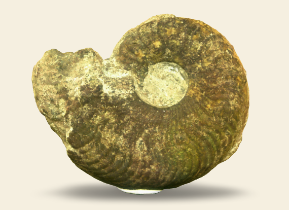 Harpoceras subplanatum