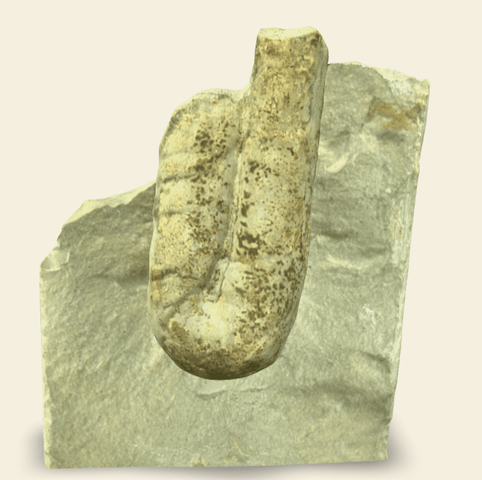 Ptychoceras sp. 3D scan