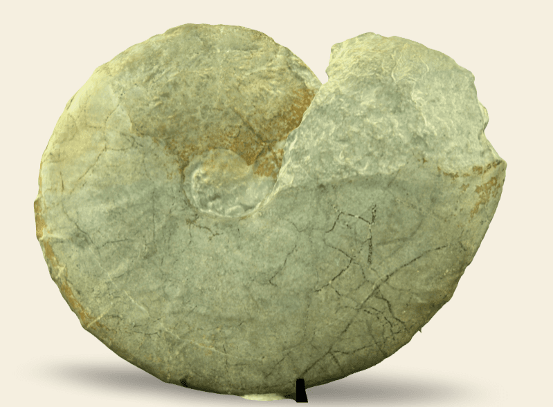 Barremites difficilis 3D model scan