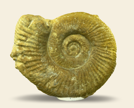 Dichotomosphinctes elisabethae