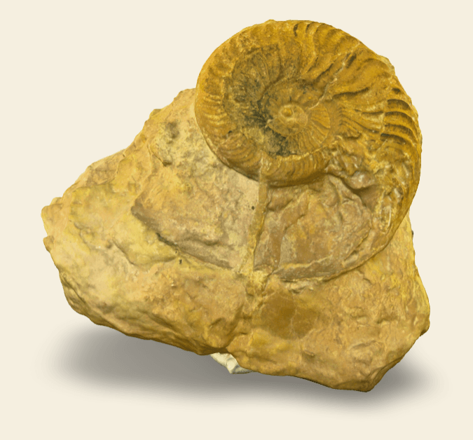 3D scan of Walkericeras pseudolotharingicum